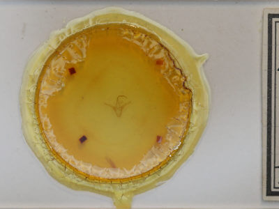 slide view of adult Marathyssa inficita