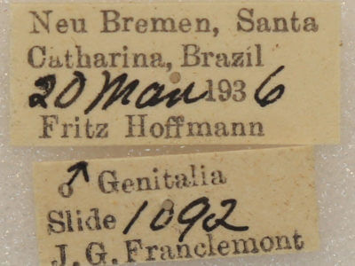 label view of adult Marthula agathanzela