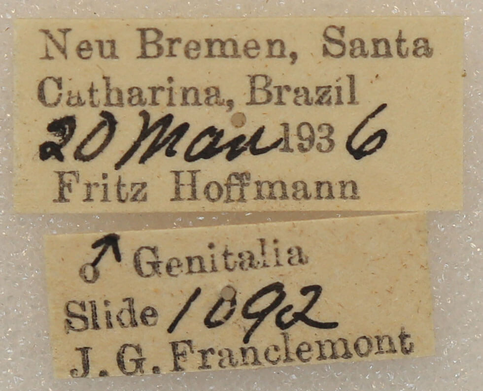 label view of adult Marthula agathanzela