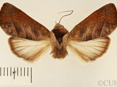 dorsal view of adult Marthula agathanzela