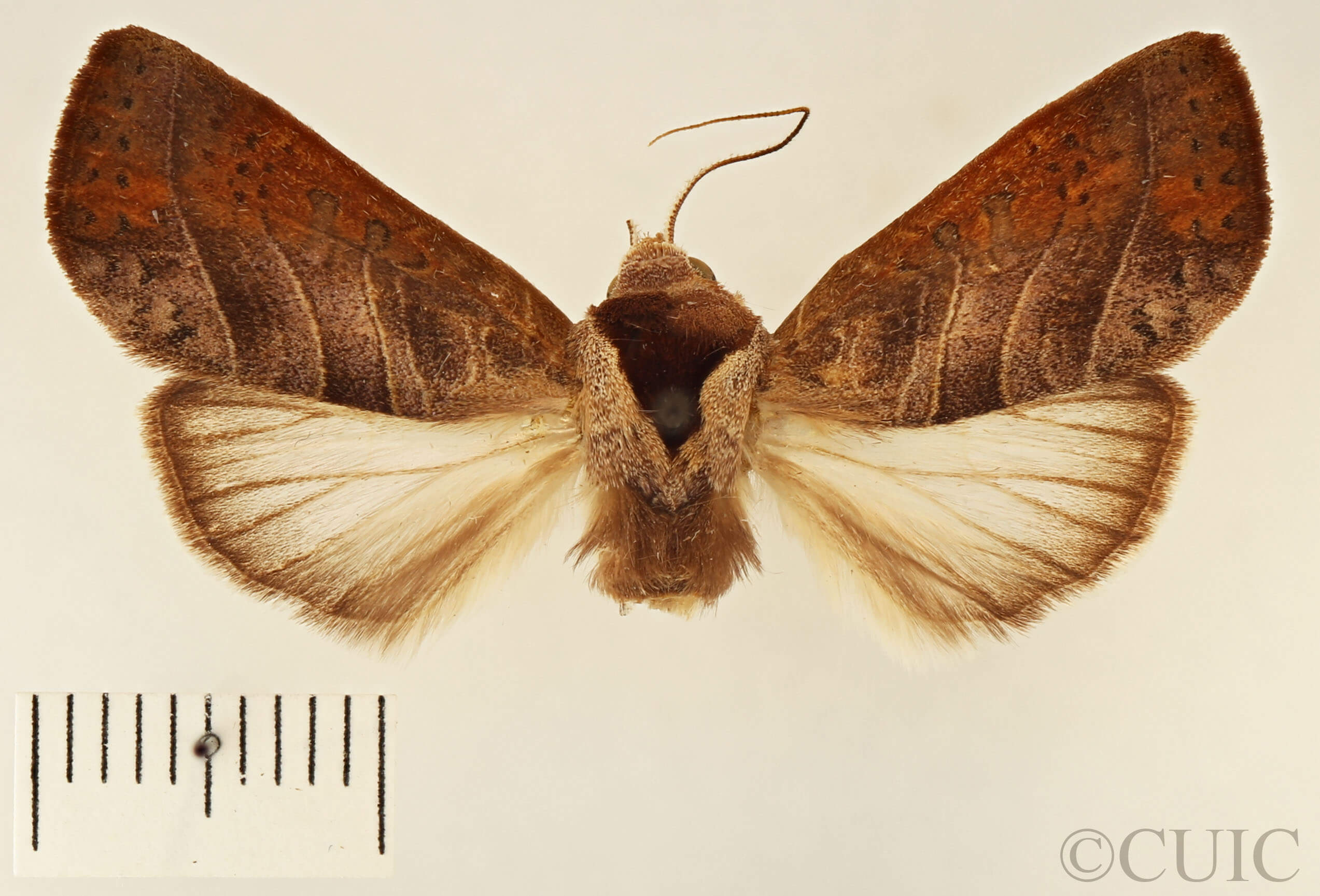 dorsal view of adult Marthula agathanzela