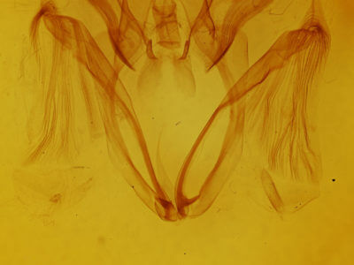 genitalia view of adult Marthula agathanzela