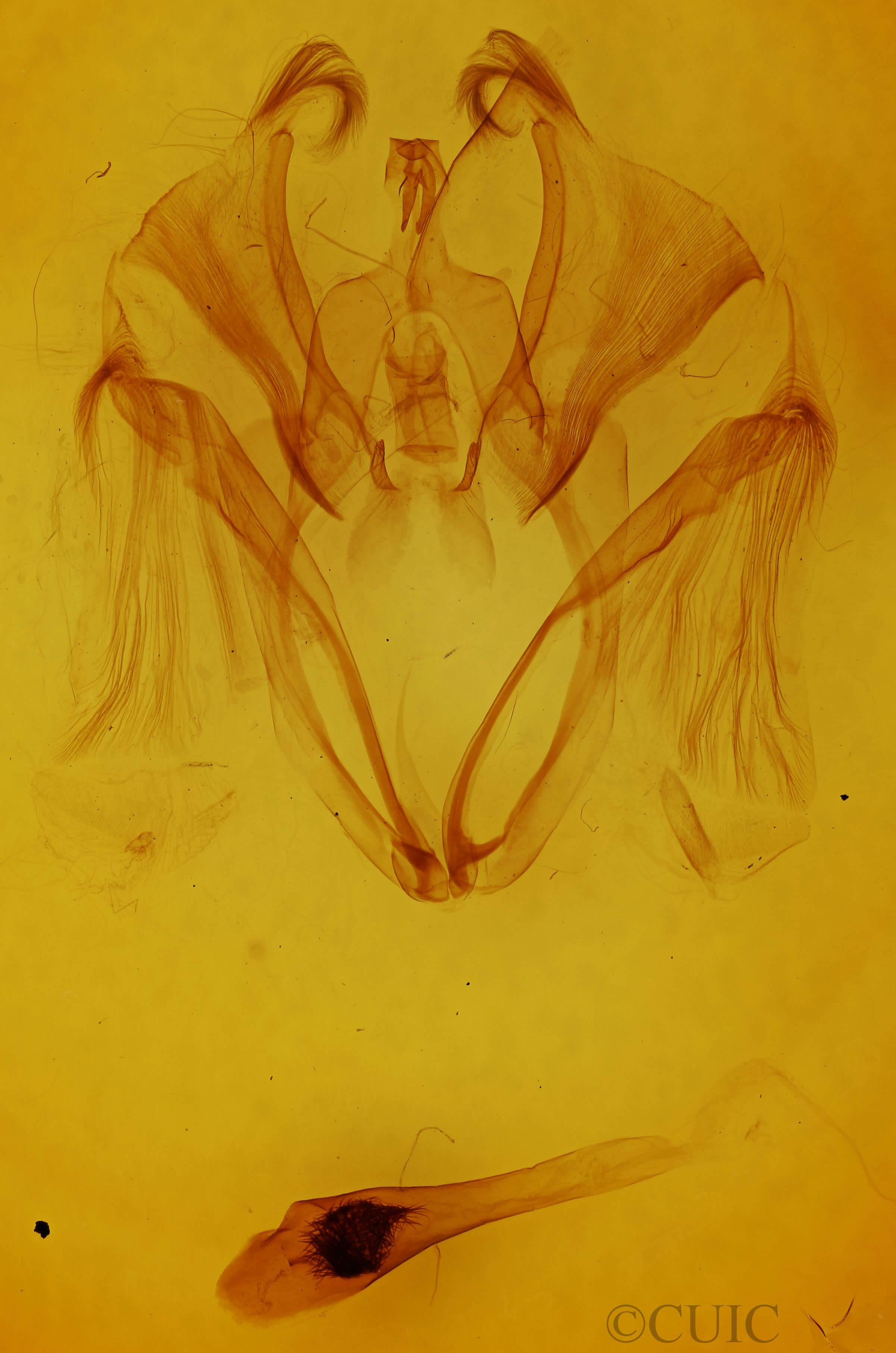 genitalia view of adult Marthula agathanzela