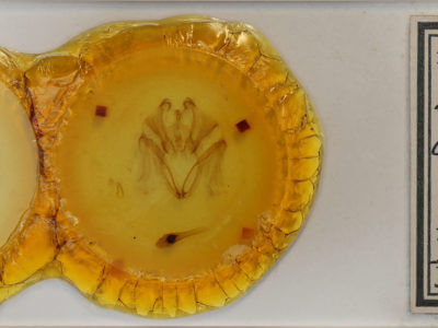 slide view of adult Marthula agathanzela