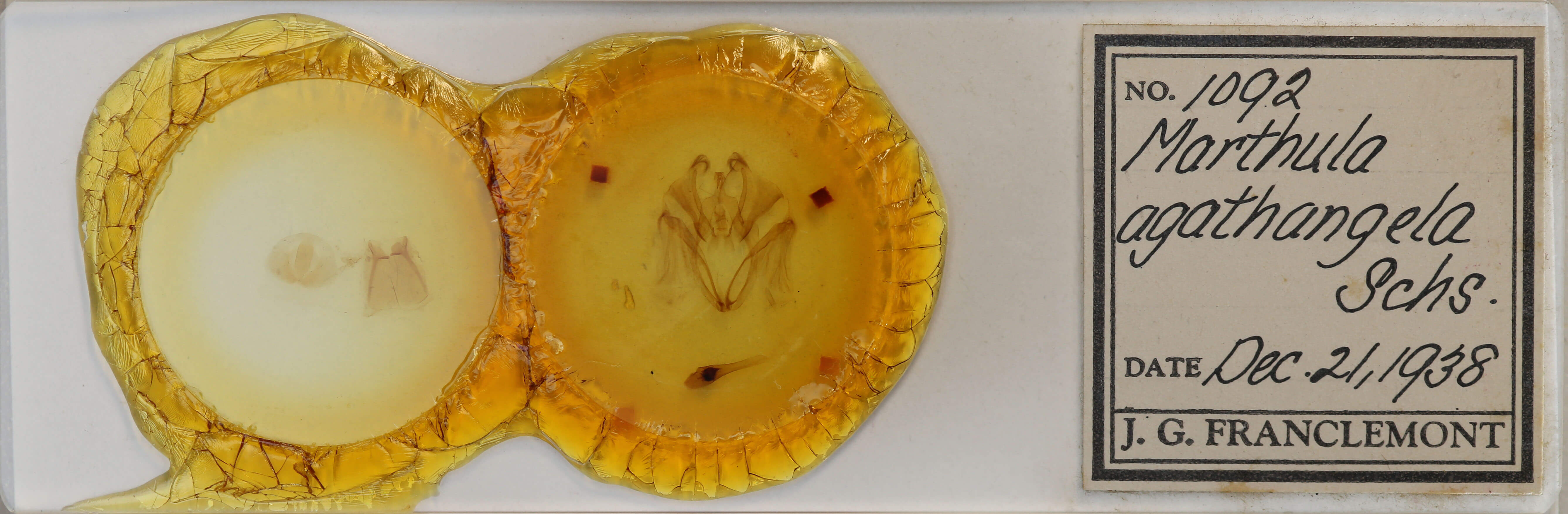 slide view of adult Marthula agathanzela