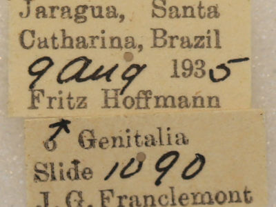 label view of adult Marthula multifascia