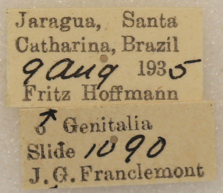 label view of adult Marthula multifascia