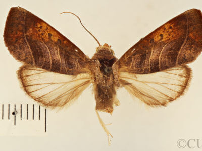 dorsal view of adult Marthula multifascia