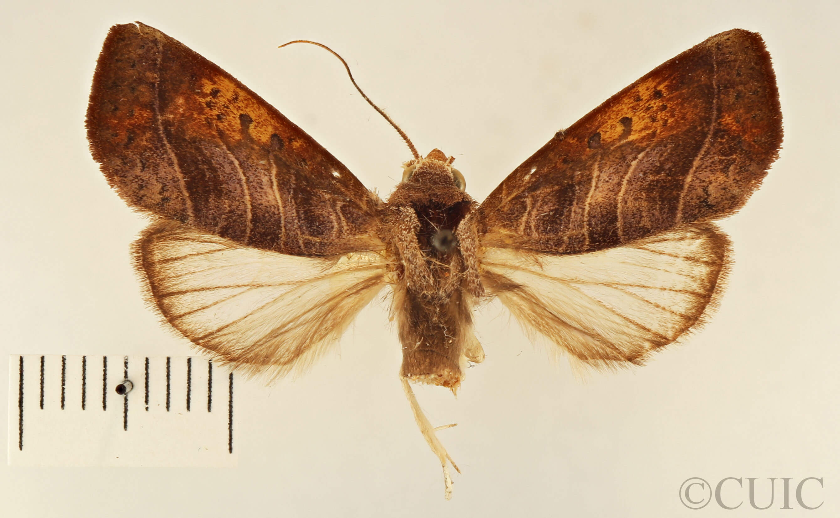 dorsal view of adult Marthula multifascia