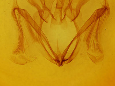 genitalia view of adult Marthula multifascia