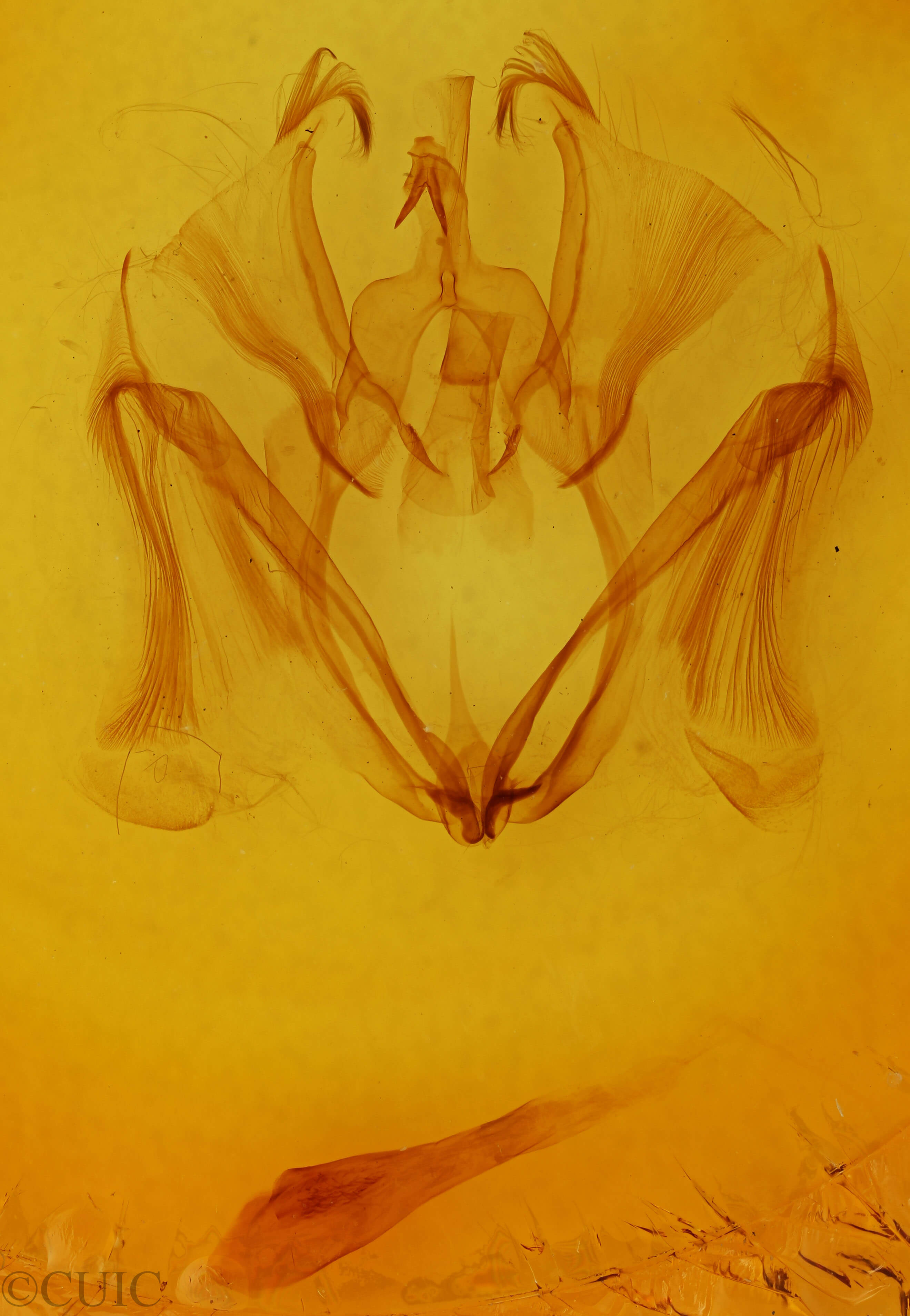 genitalia view of adult Marthula multifascia
