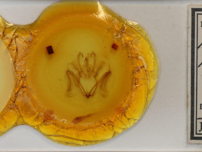 slide view of adult Marthula multifascia