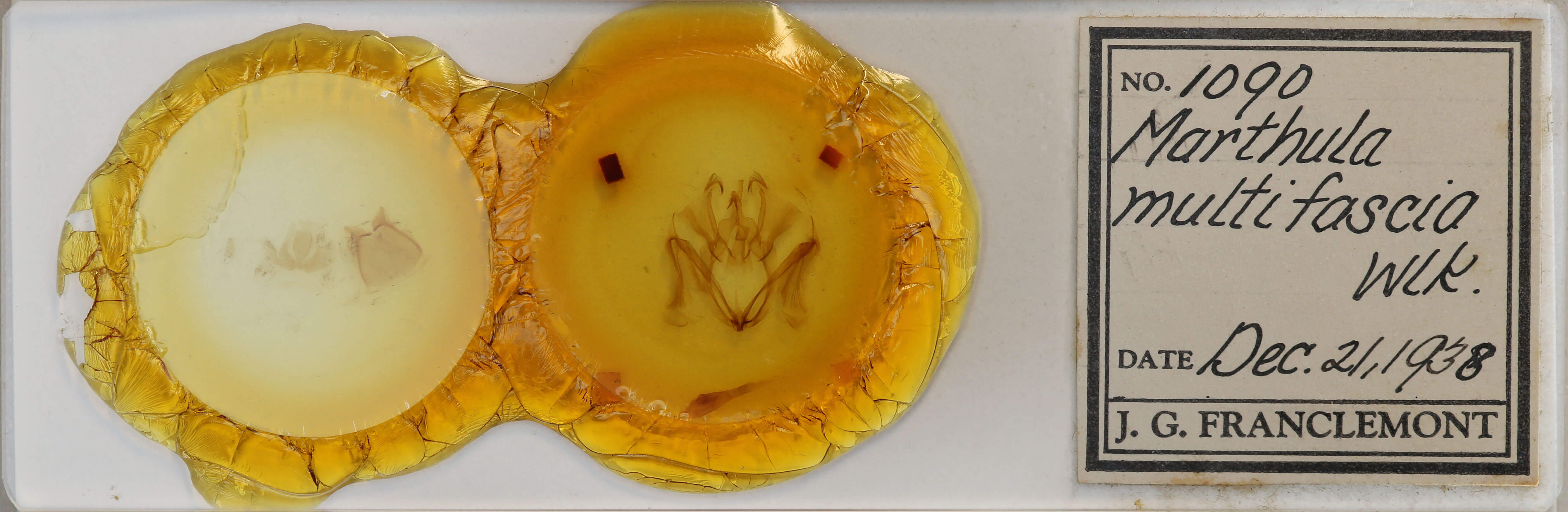 slide view of adult Marthula multifascia