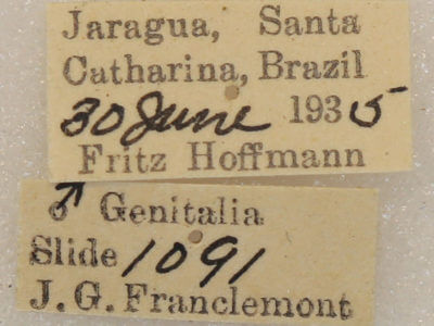 label view of adult Marthula multifascia