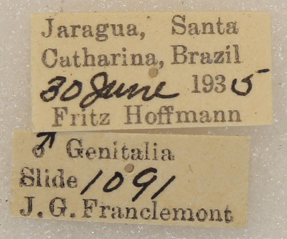 label view of adult Marthula multifascia