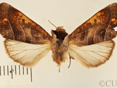 dorsal view of adult Marthula multifascia