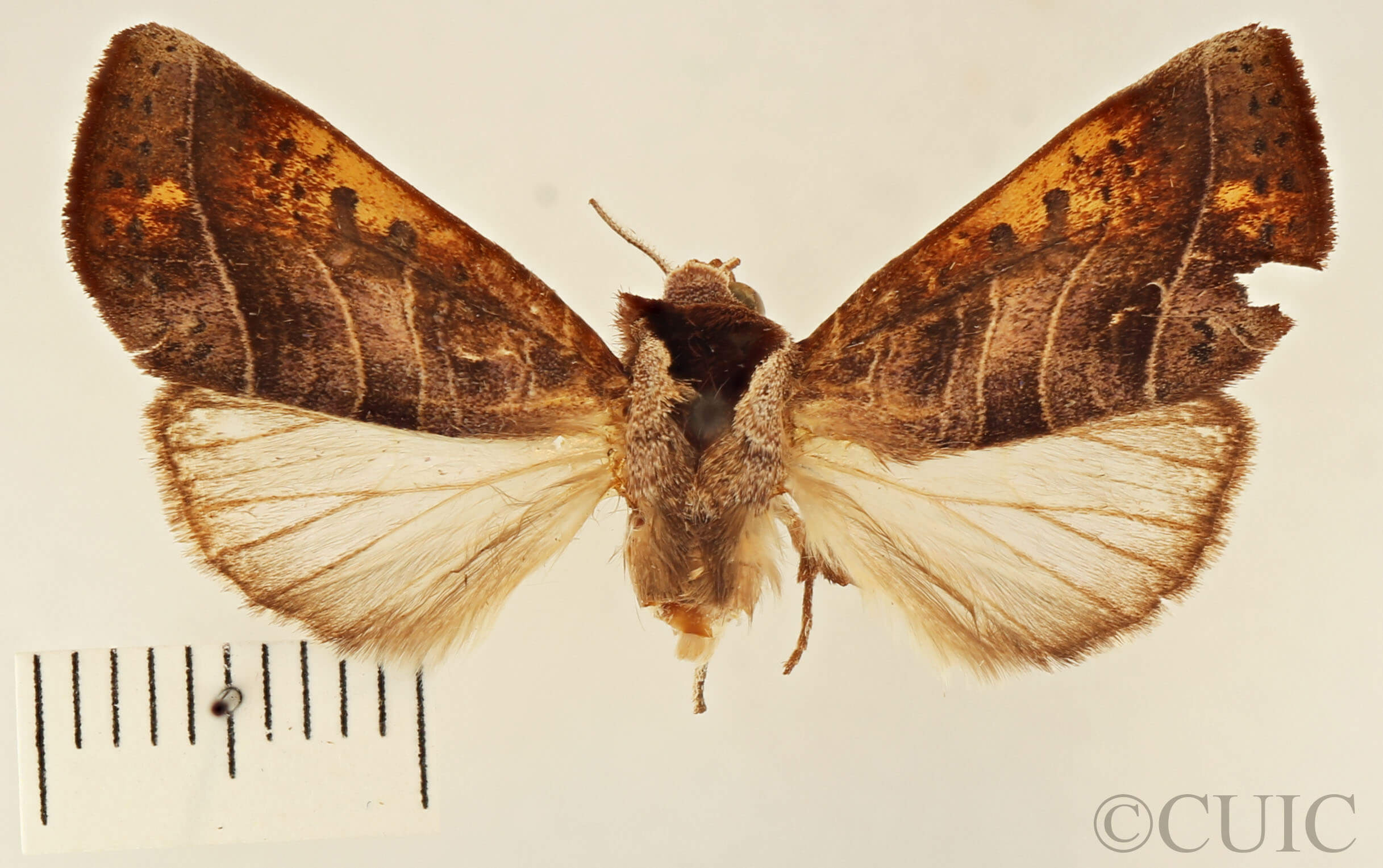 dorsal view of adult Marthula multifascia
