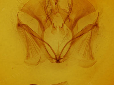 genitalia view of adult Marthula multifascia