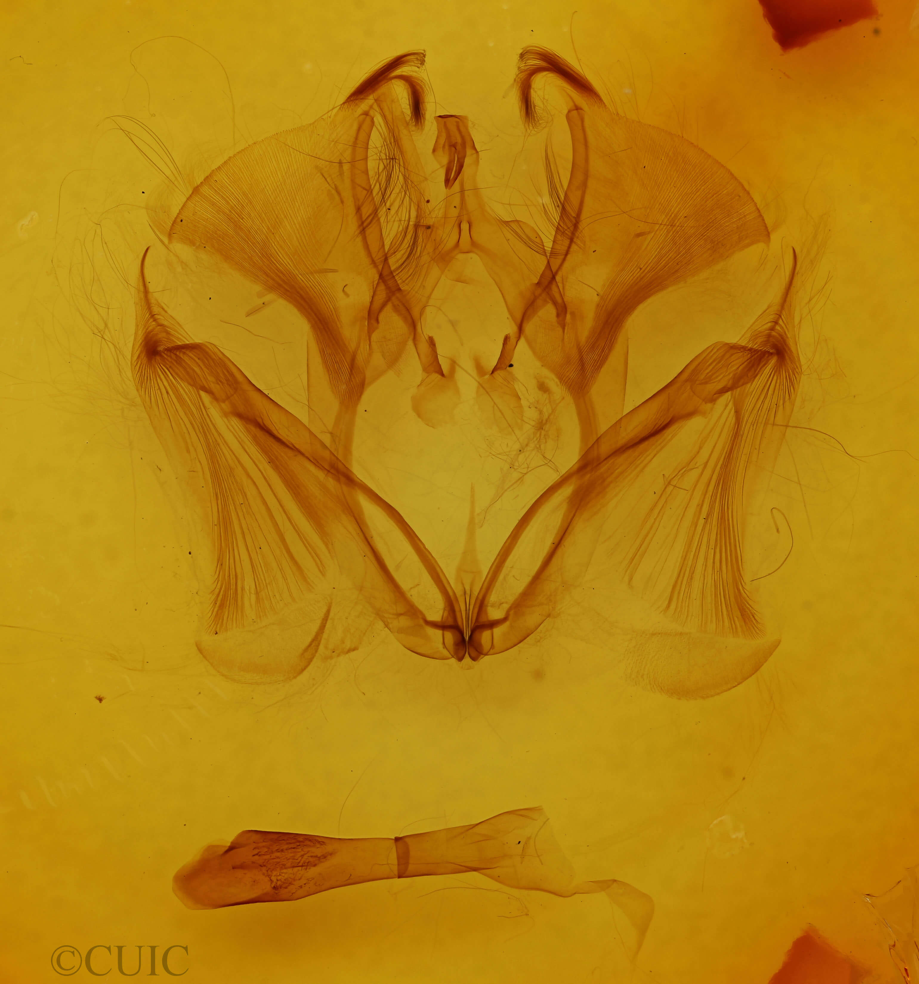 genitalia view of adult Marthula multifascia