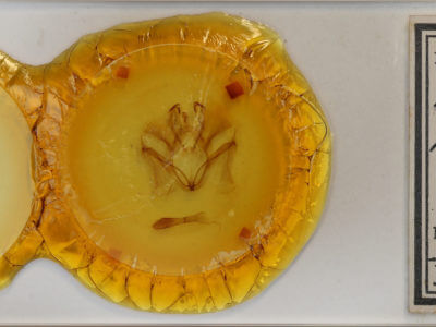 slide view of adult Marthula multifascia