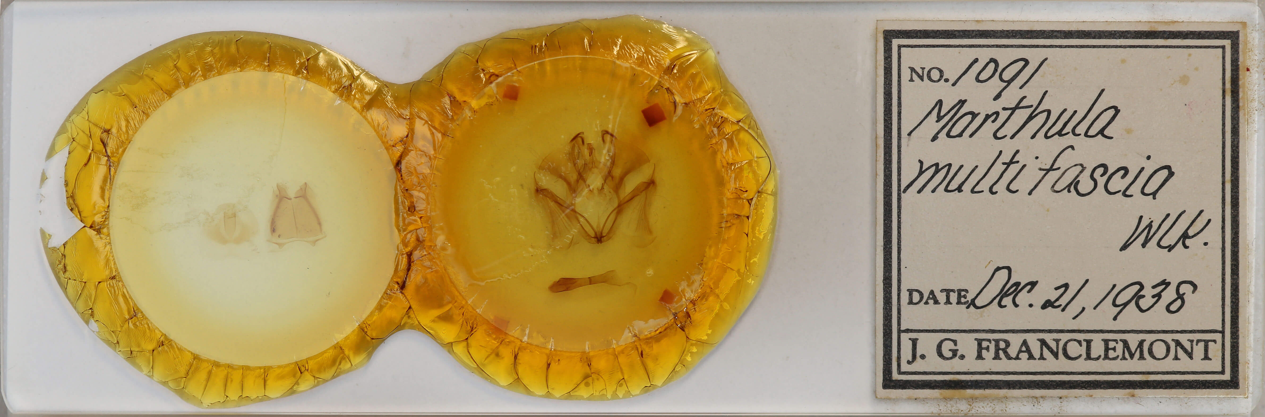 slide view of adult Marthula multifascia