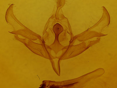 genitalia view of adult Meganephria extensa