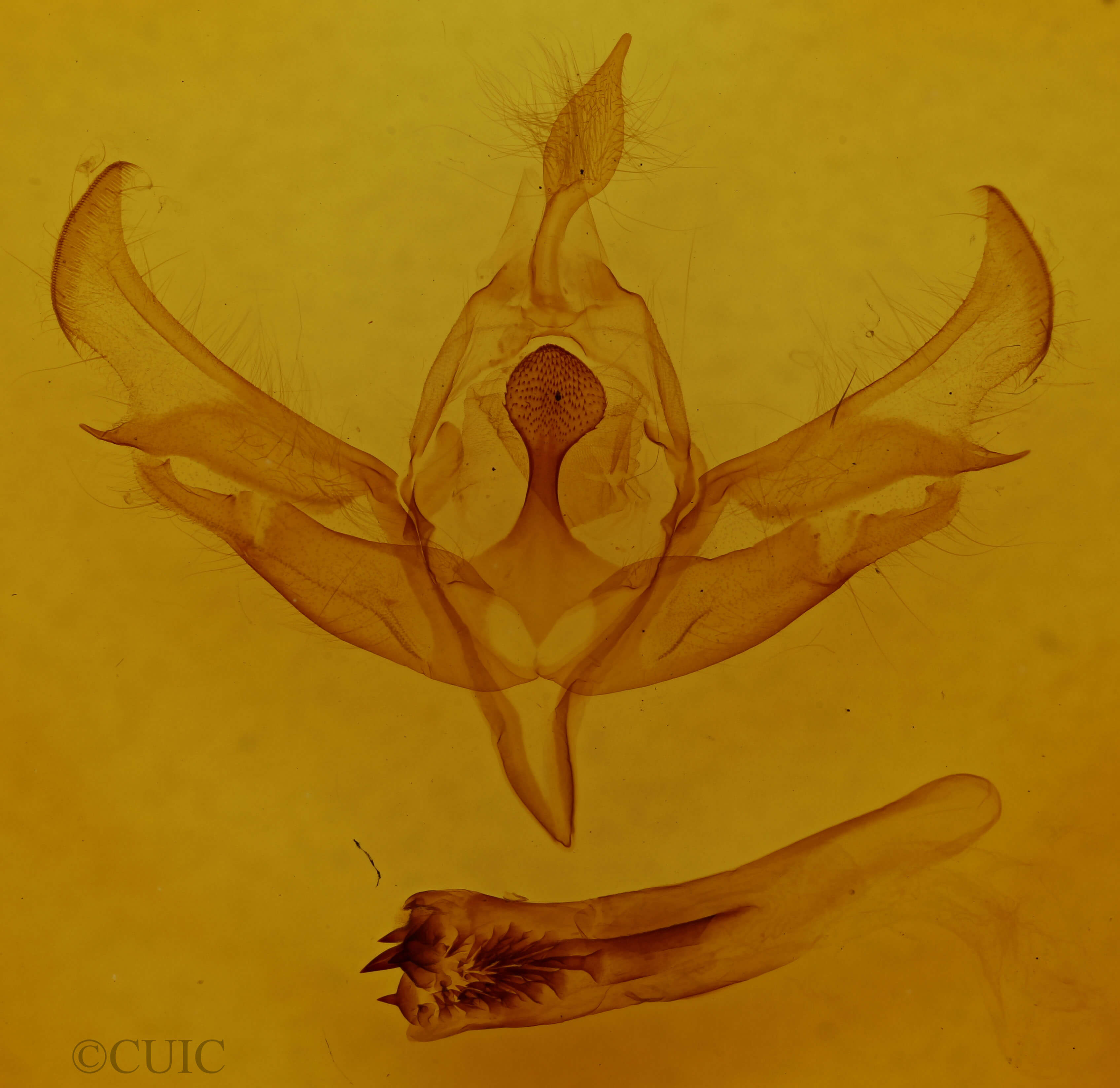 genitalia view of adult Meganephria extensa