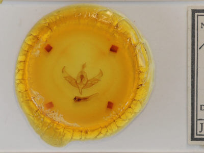 slide view of adult Meganephria extensa