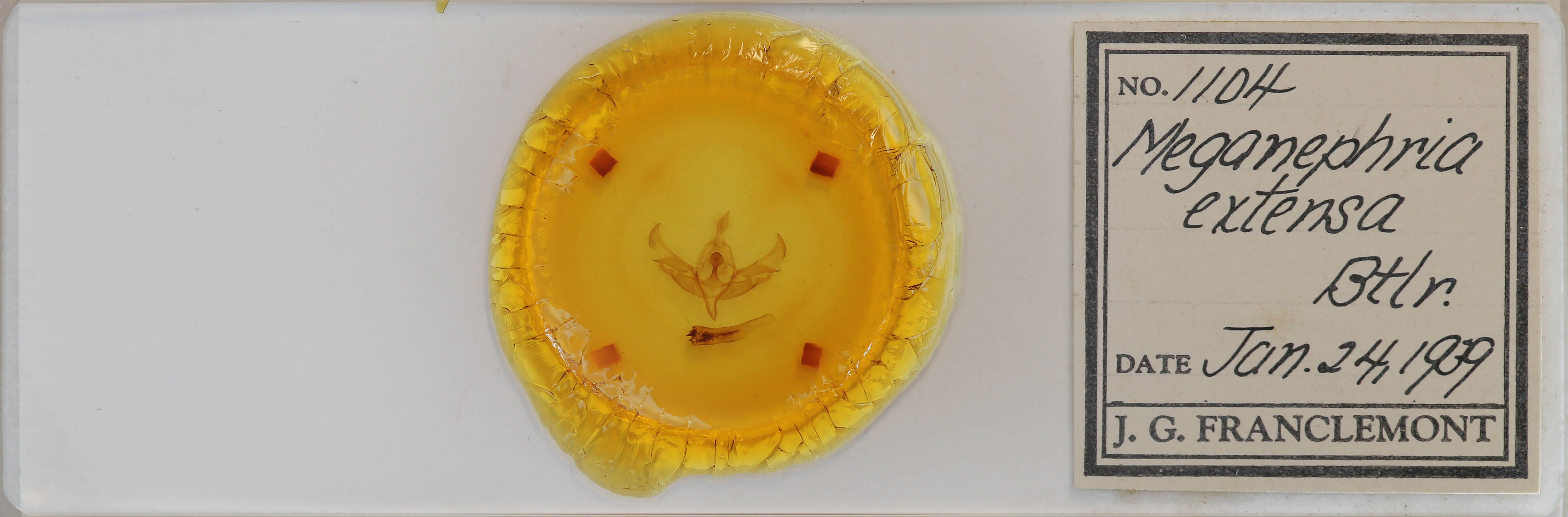 slide view of adult Meganephria extensa