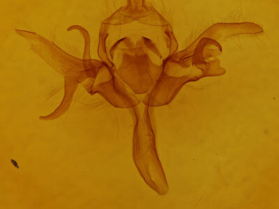 genitalia view of adult Allophyes oxyacanthae