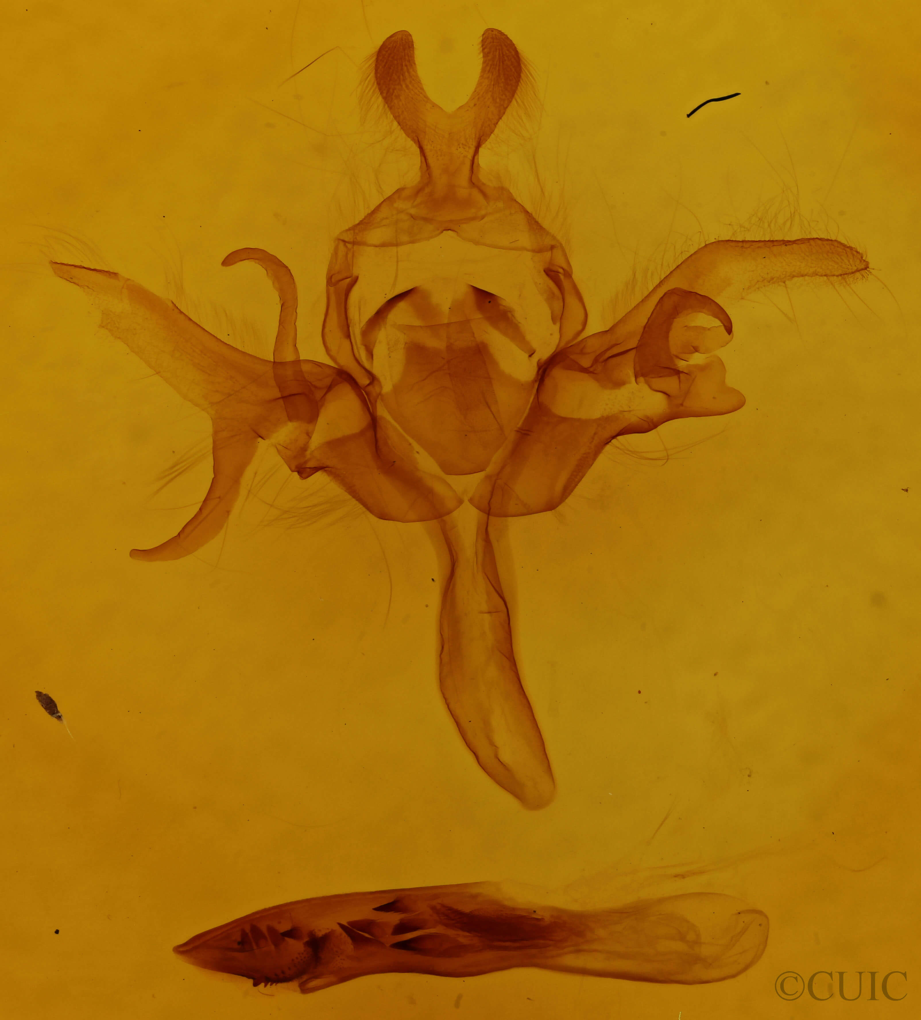 genitalia view of adult Allophyes oxyacanthae