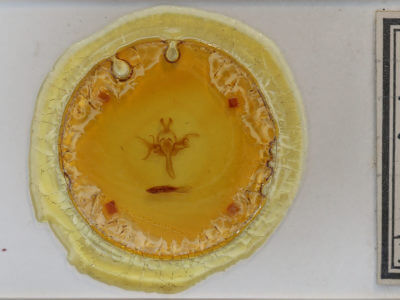 slide view of adult Allophyes oxyacanthae