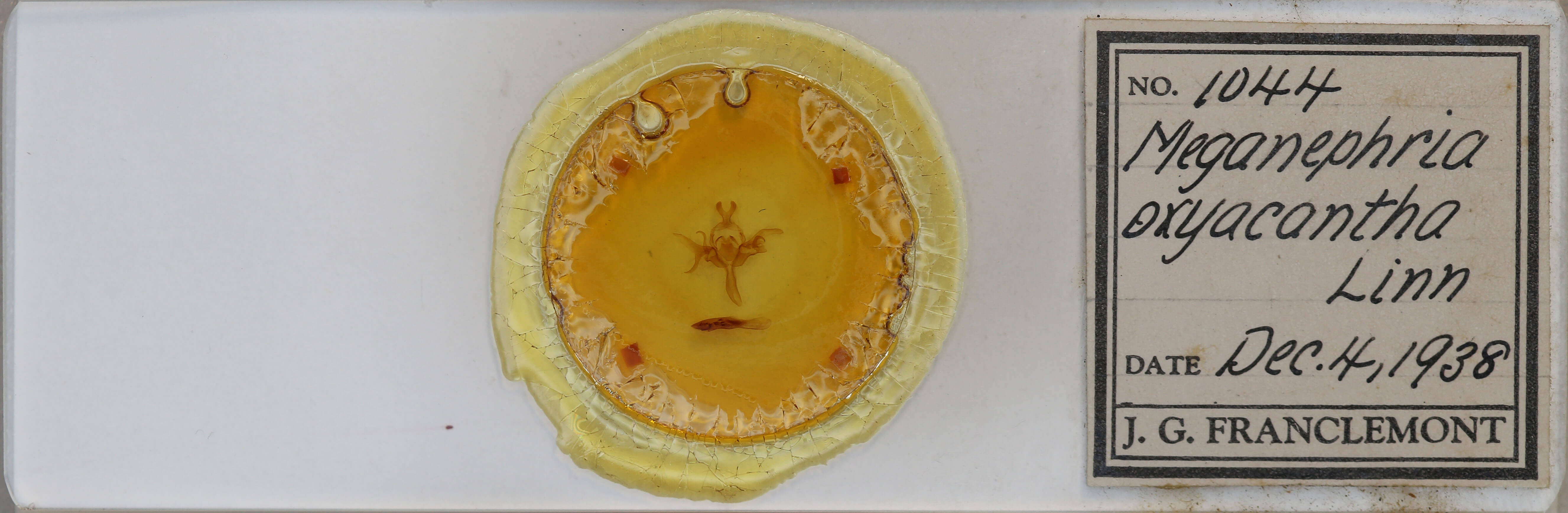 slide view of adult Allophyes oxyacanthae