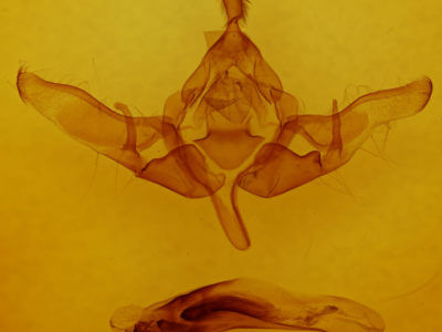 genitalia view of adult Meganephria tancrei