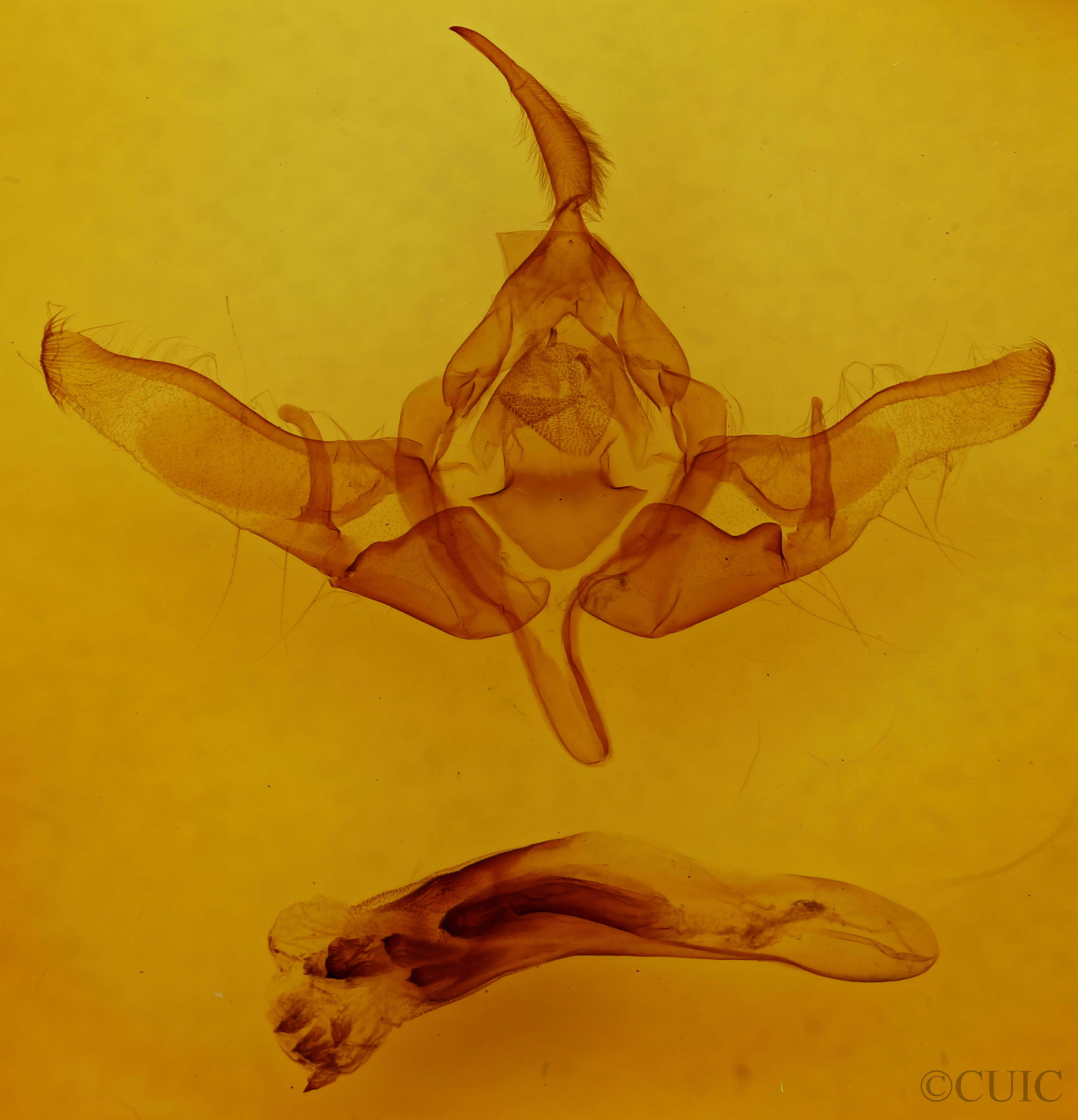 genitalia view of adult Meganephria tancrei