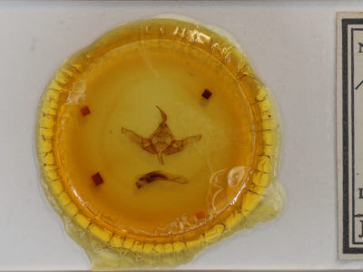 slide view of adult Meganephria tancrei