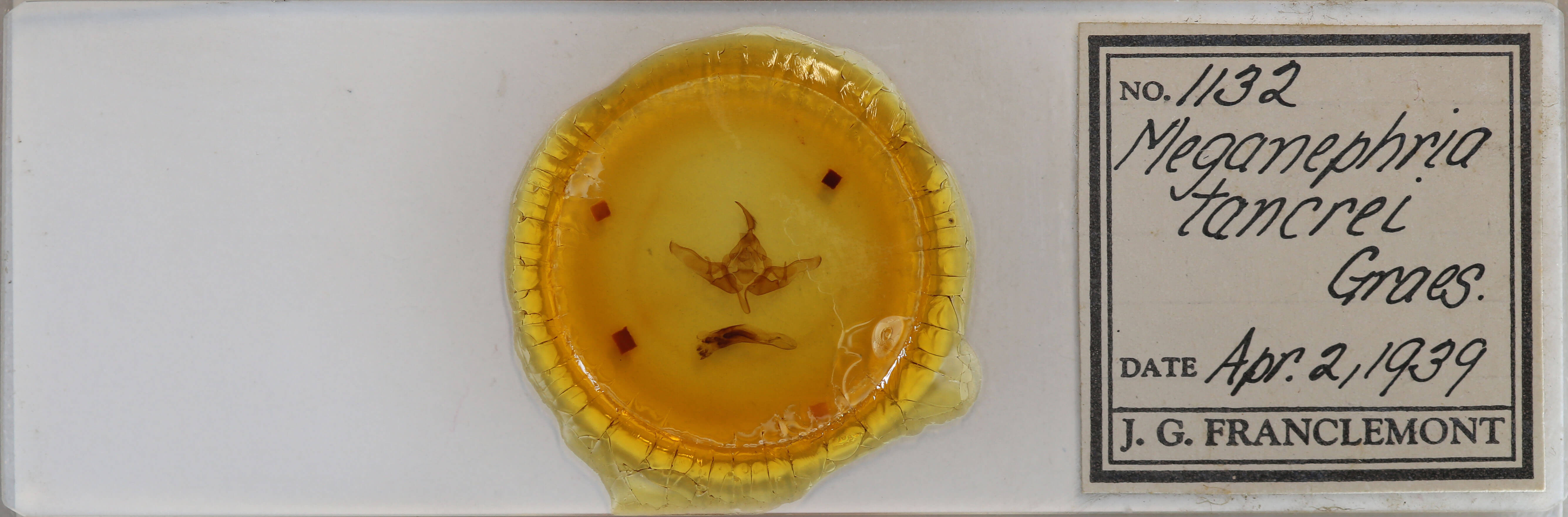 slide view of adult Meganephria tancrei