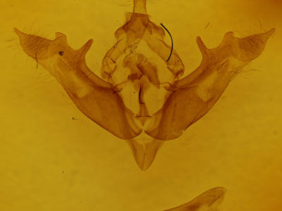genitalia view of adult Melanchra picta