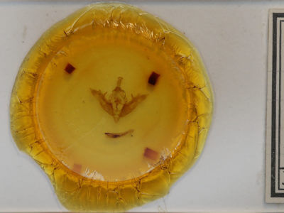 slide view of adult Melanchra picta