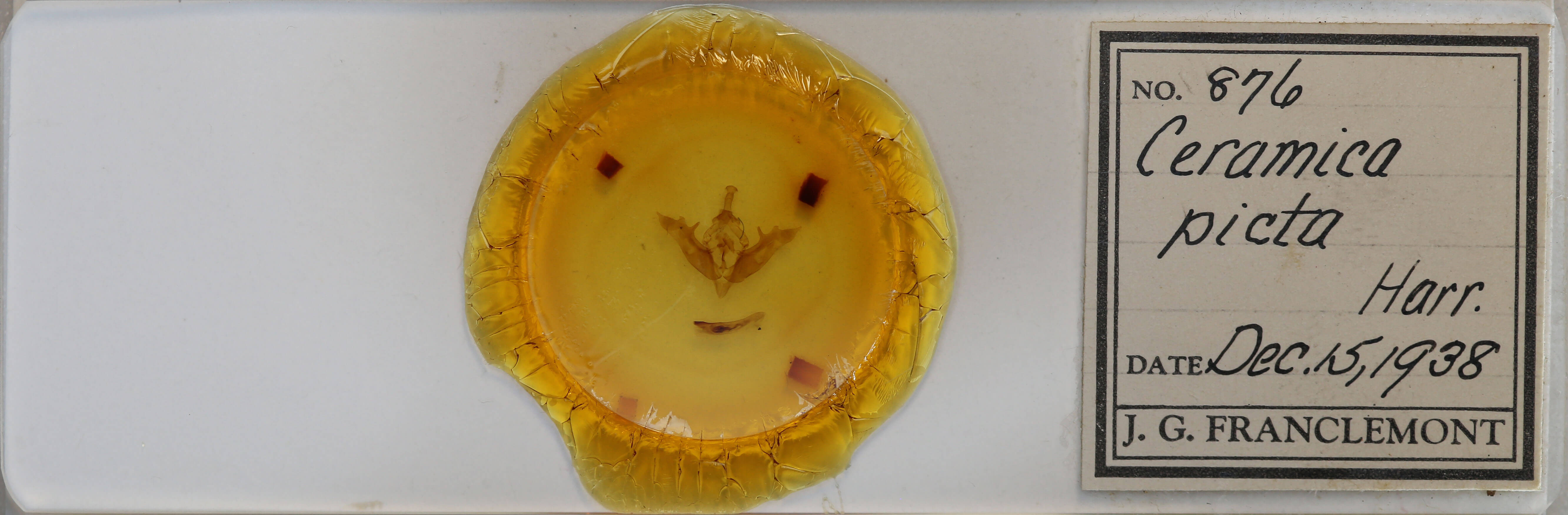 slide view of adult Melanchra picta