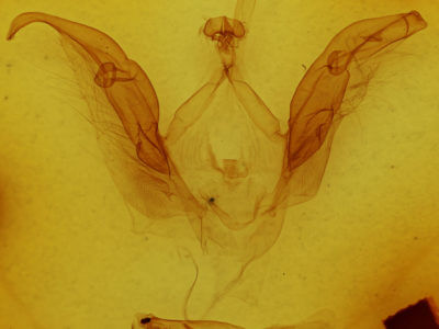 genitalia view of adult Meragisa sp.