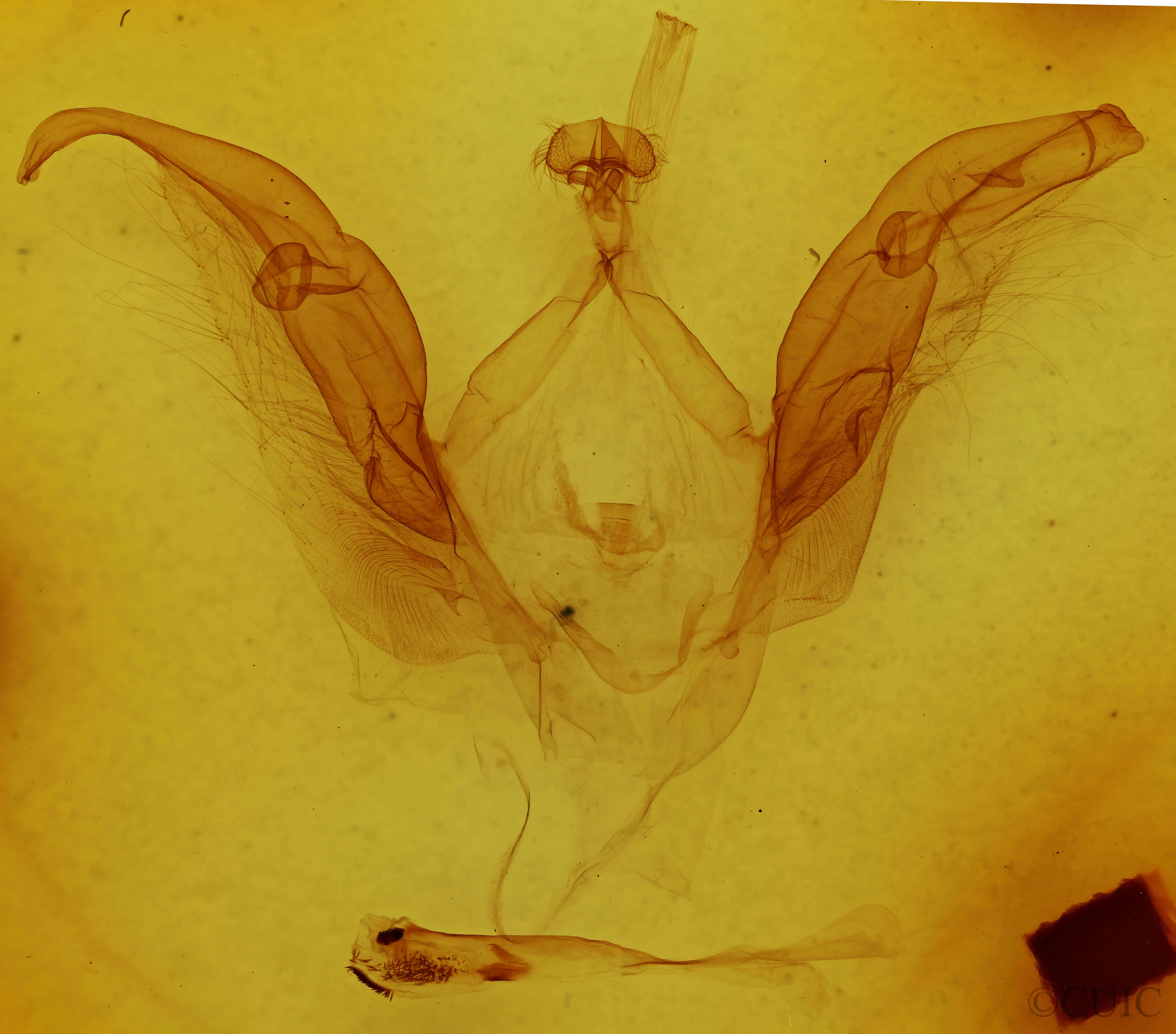 genitalia view of adult Meragisa sp.