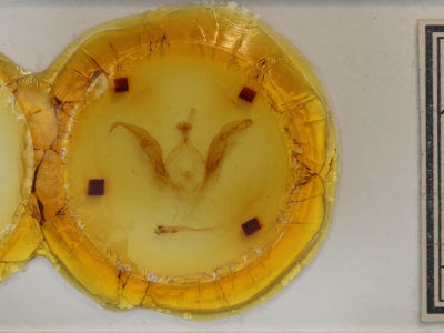 slide view of adult Meragisa sp.