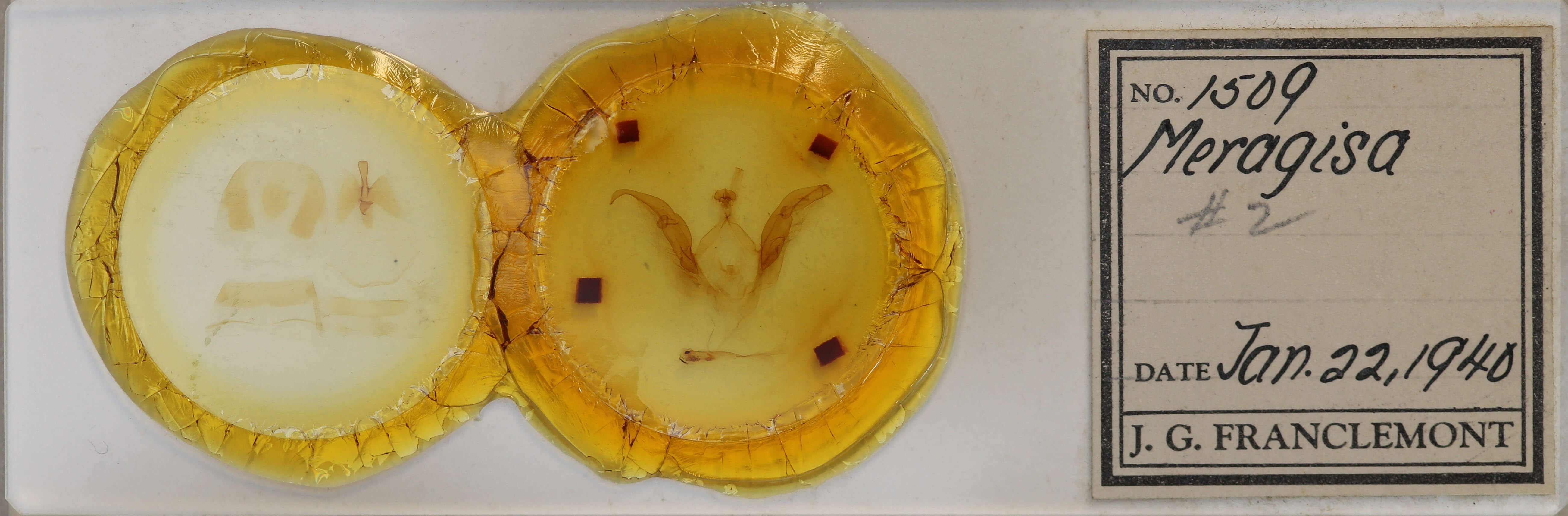 slide view of adult Meragisa sp.