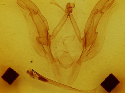 genitalia view of adult Meragisa sp.