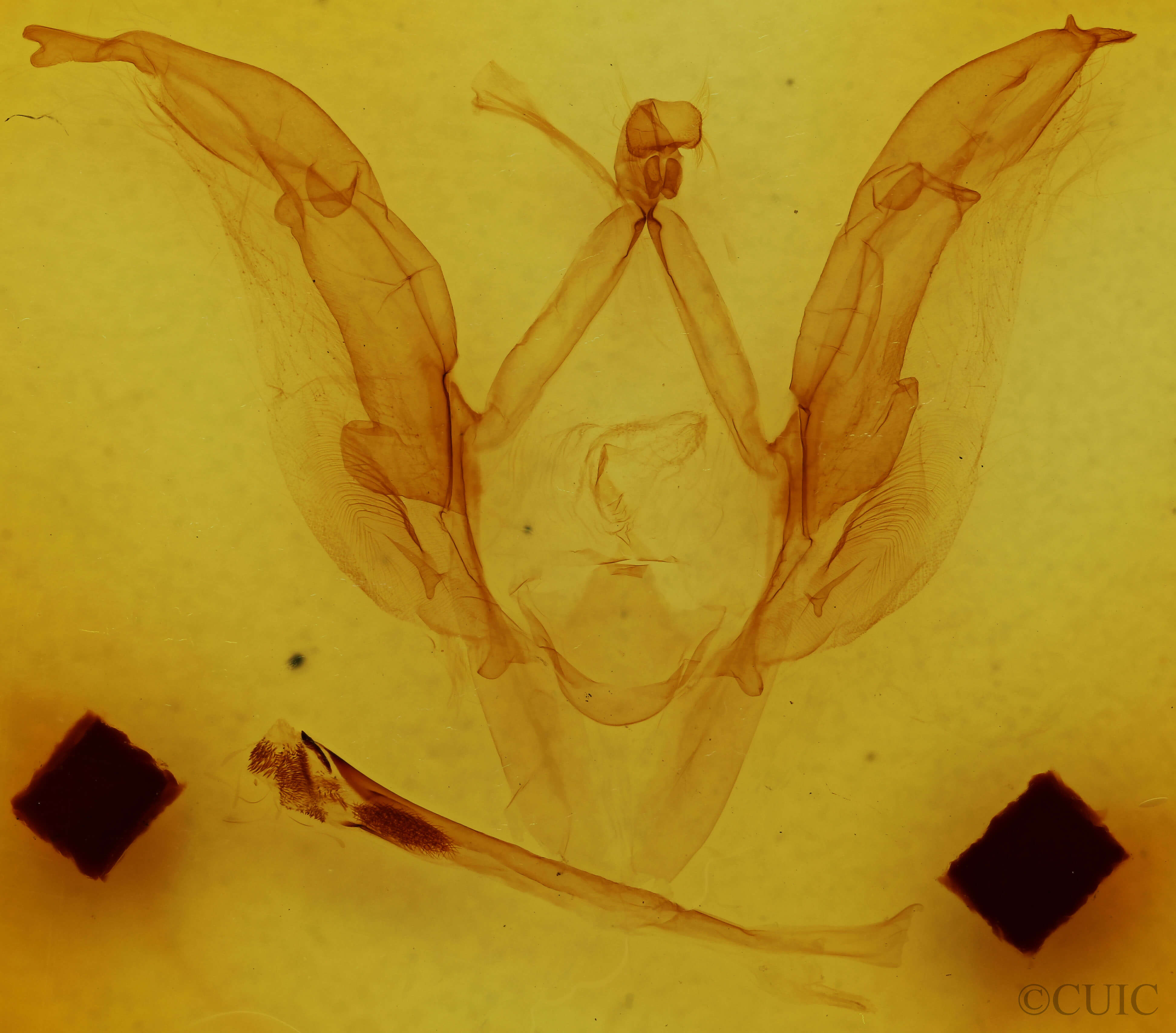 genitalia view of adult Meragisa sp.