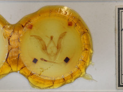 slide view of adult Meragisa sp.