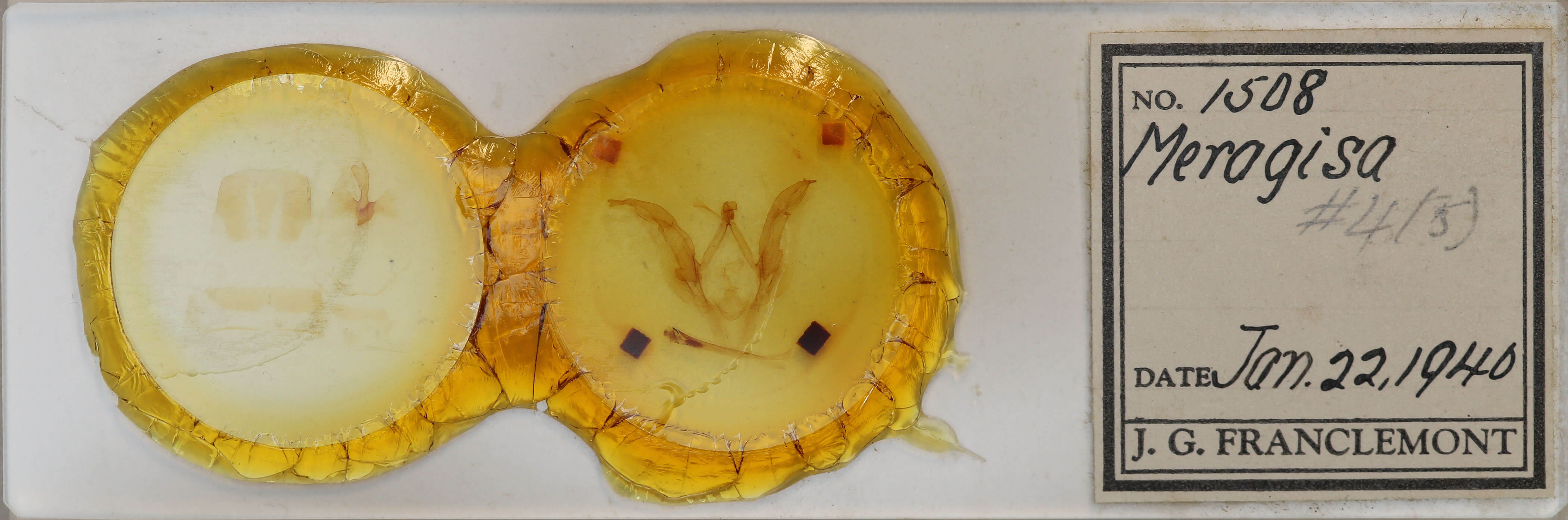 slide view of adult Meragisa sp.