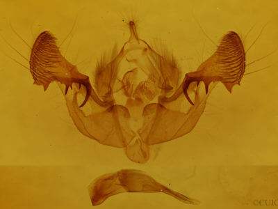 genitalia view of adult Mesapamea fractilinea