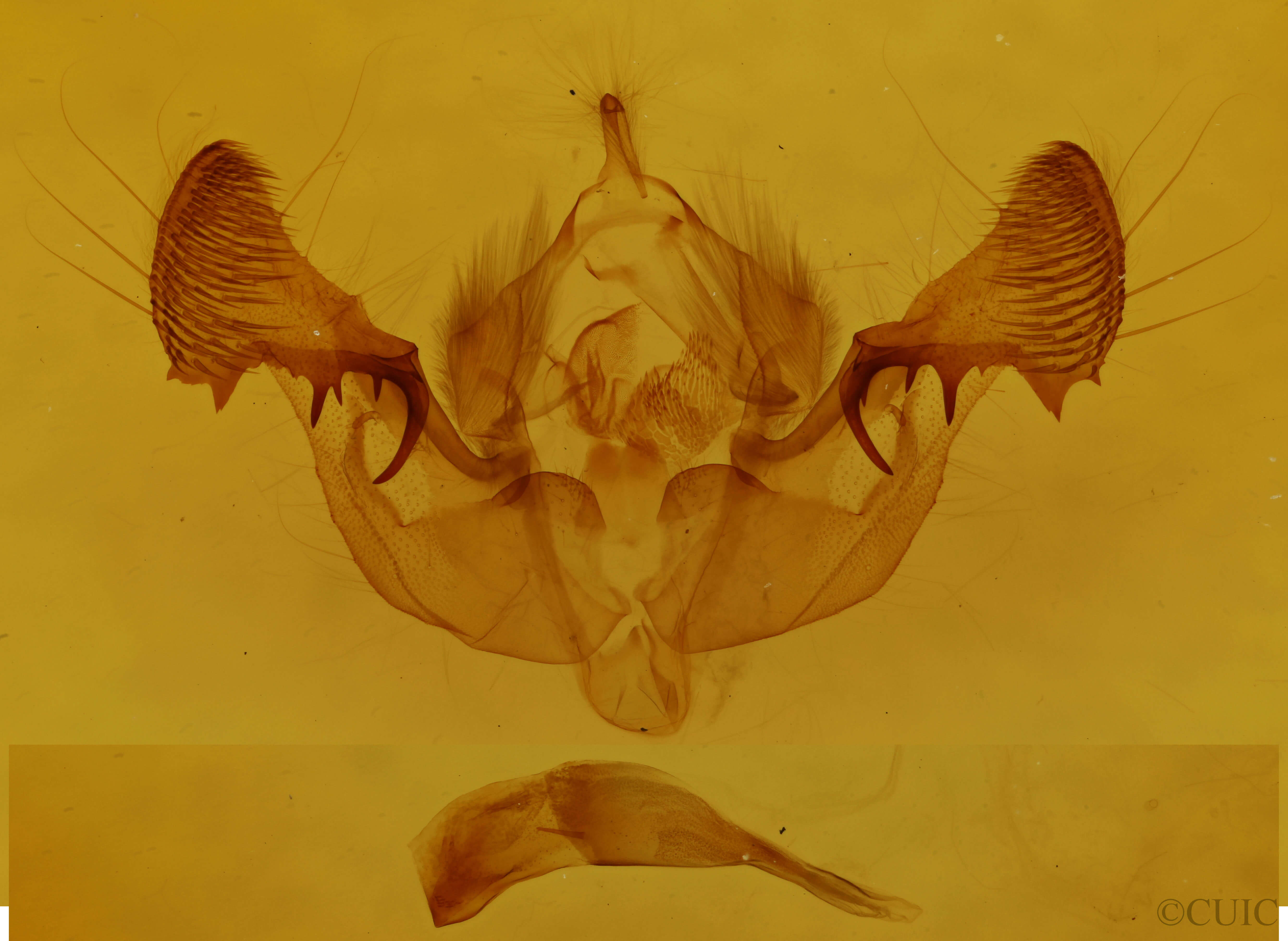 genitalia view of adult Mesapamea fractilinea